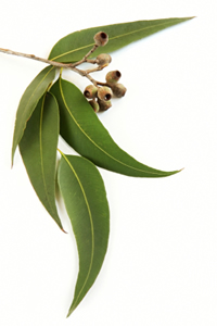 eucalyptus leaves oil gum